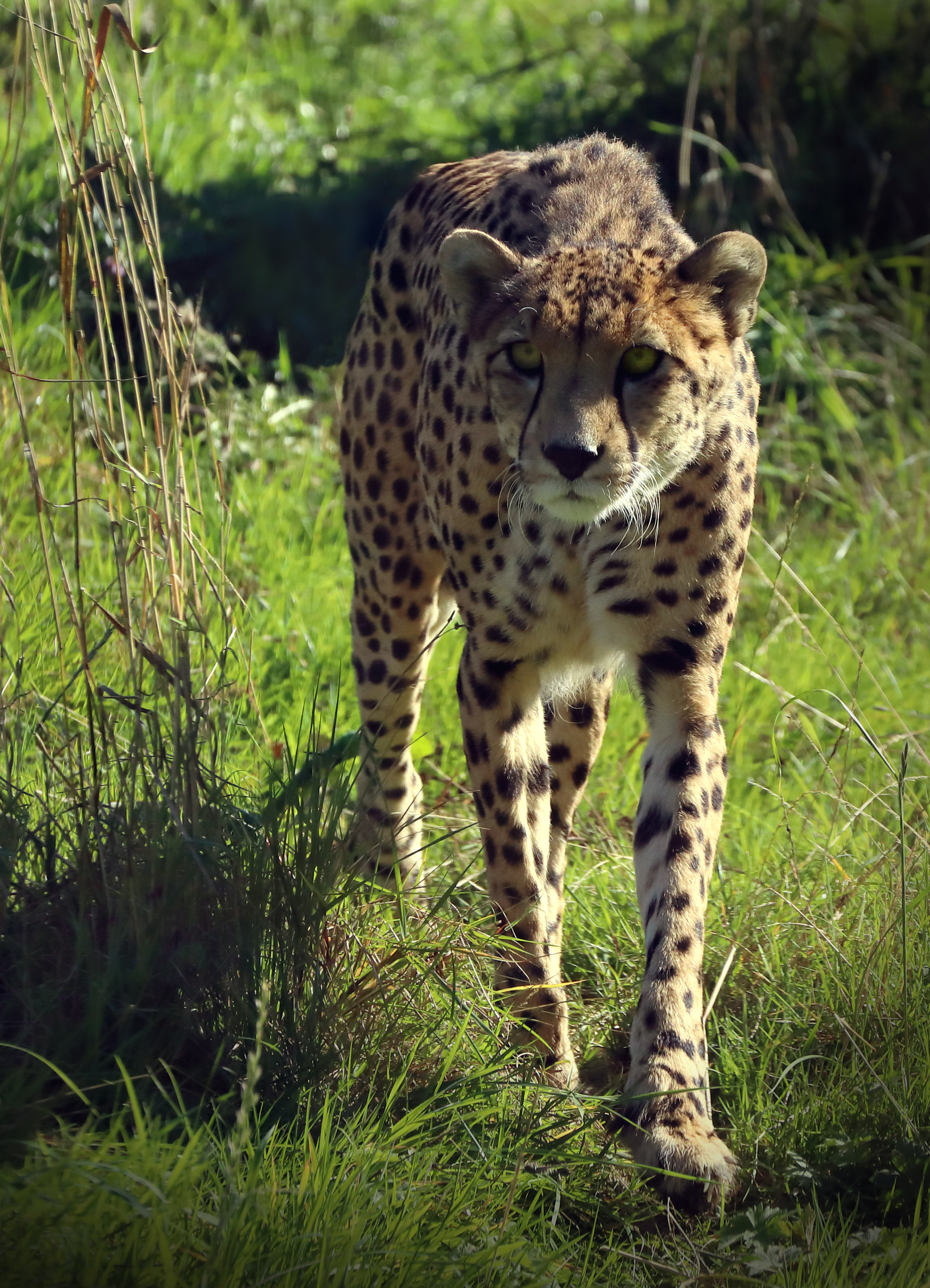 Bristol Zoo Project