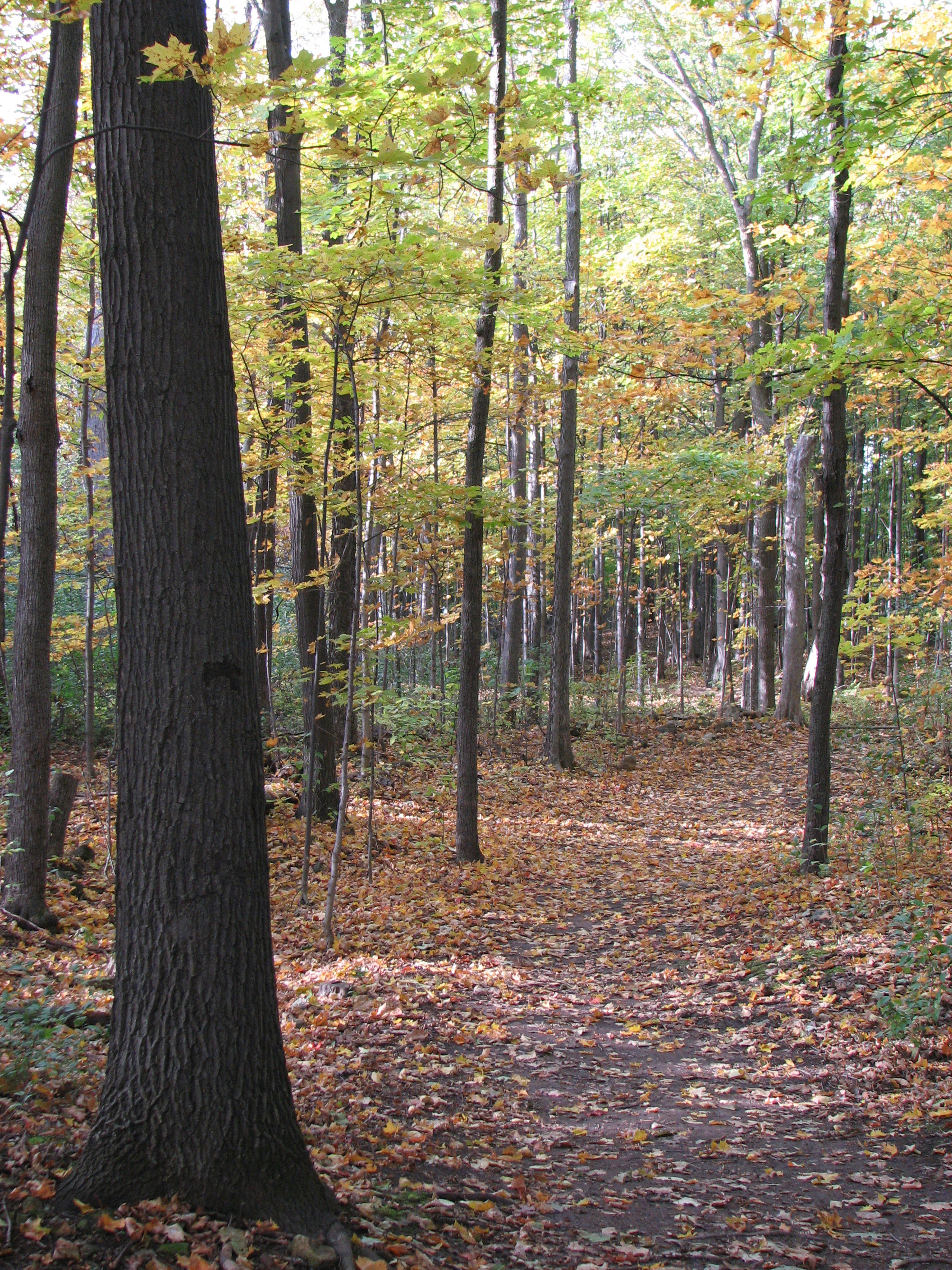 Parque Natural Cap-Saint-Jacques