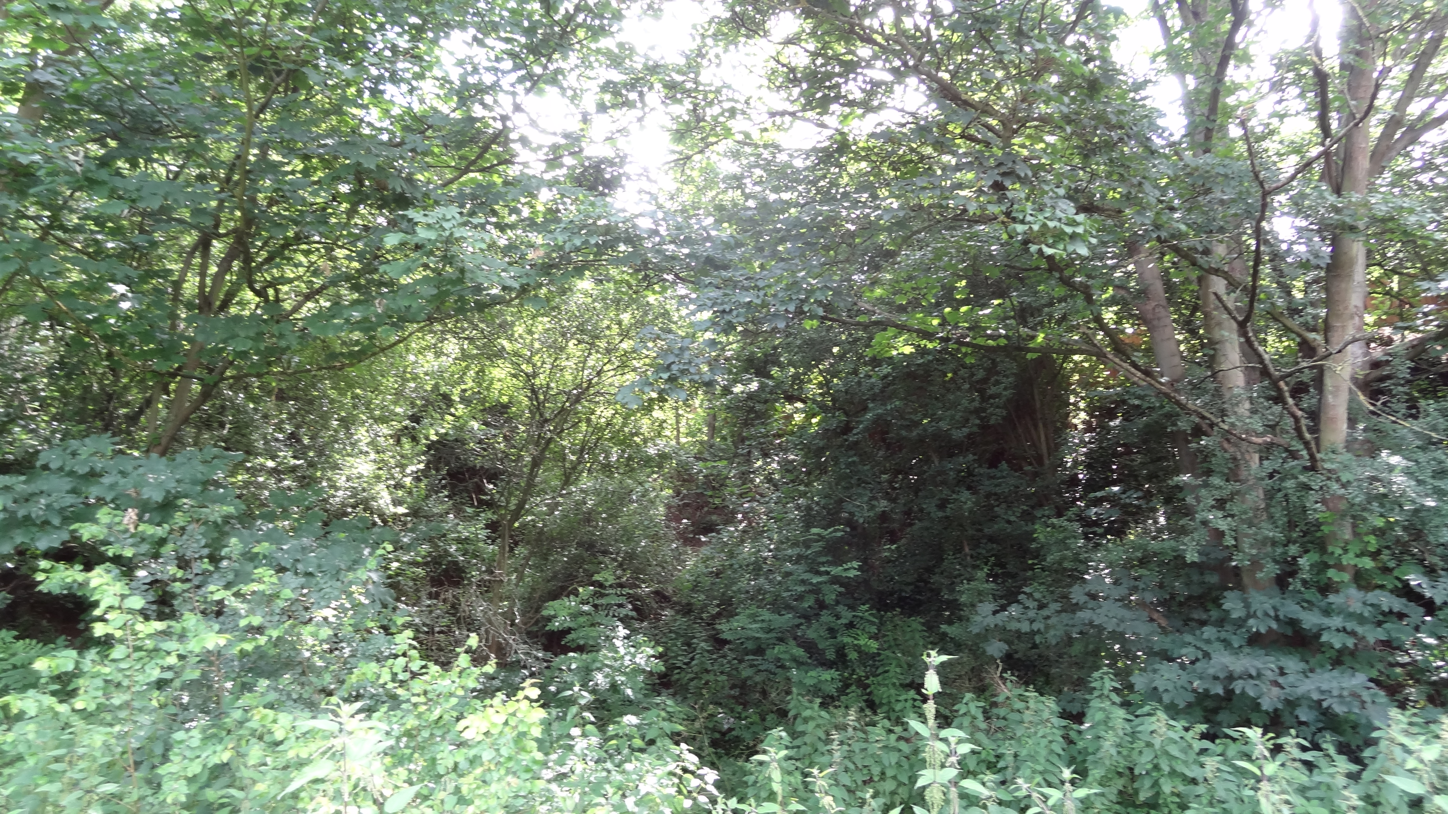 Braeburn Park