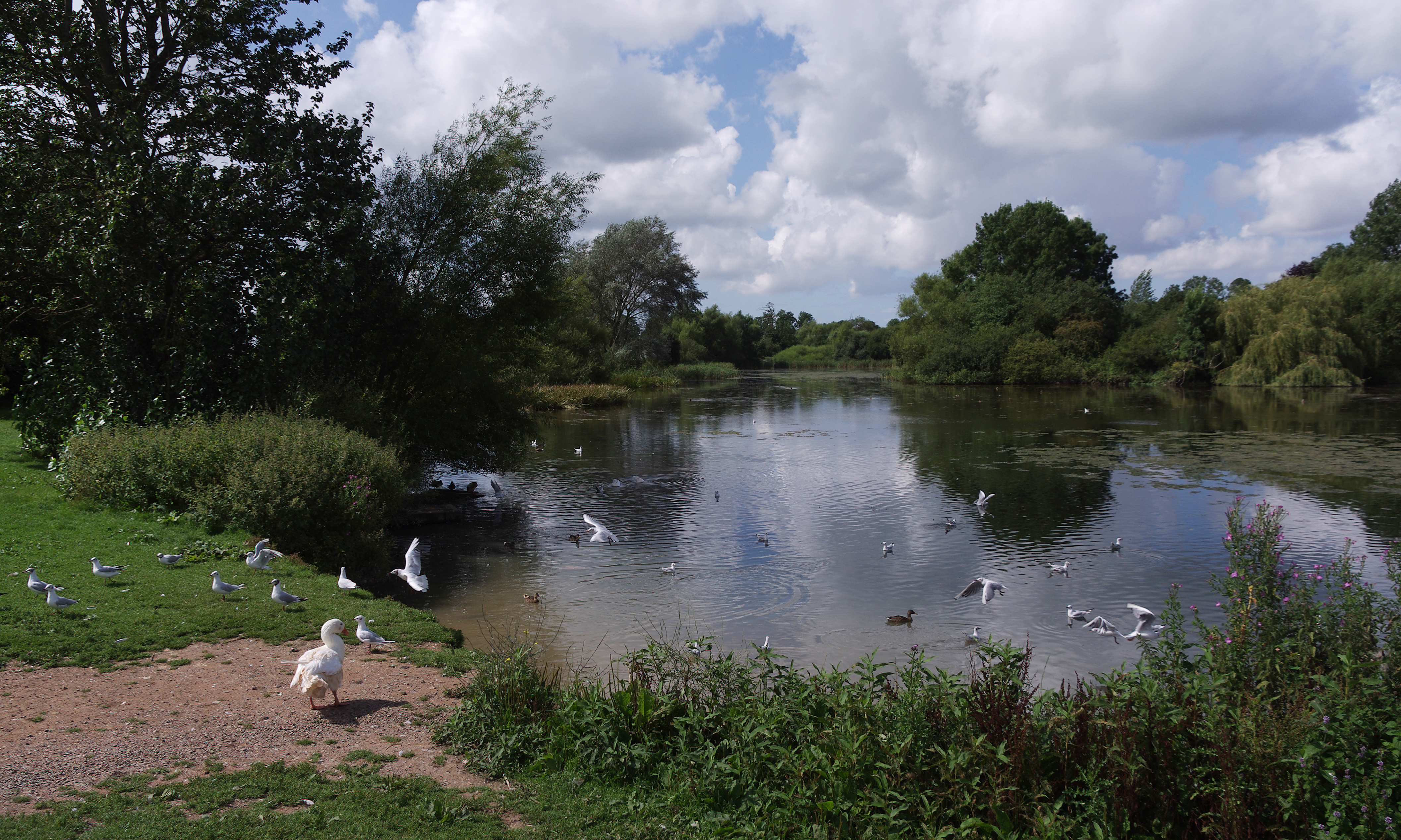 Backwell Lake
