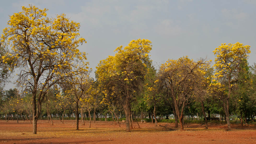 Sanjeevaiah-Park