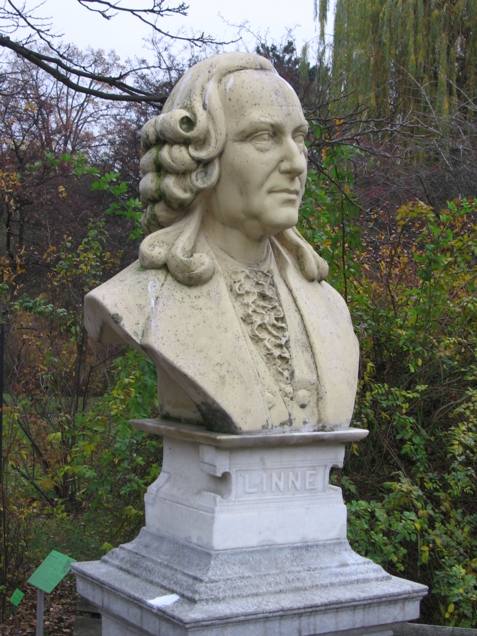 Monumento a Carlos Linnaeus en Wrocław