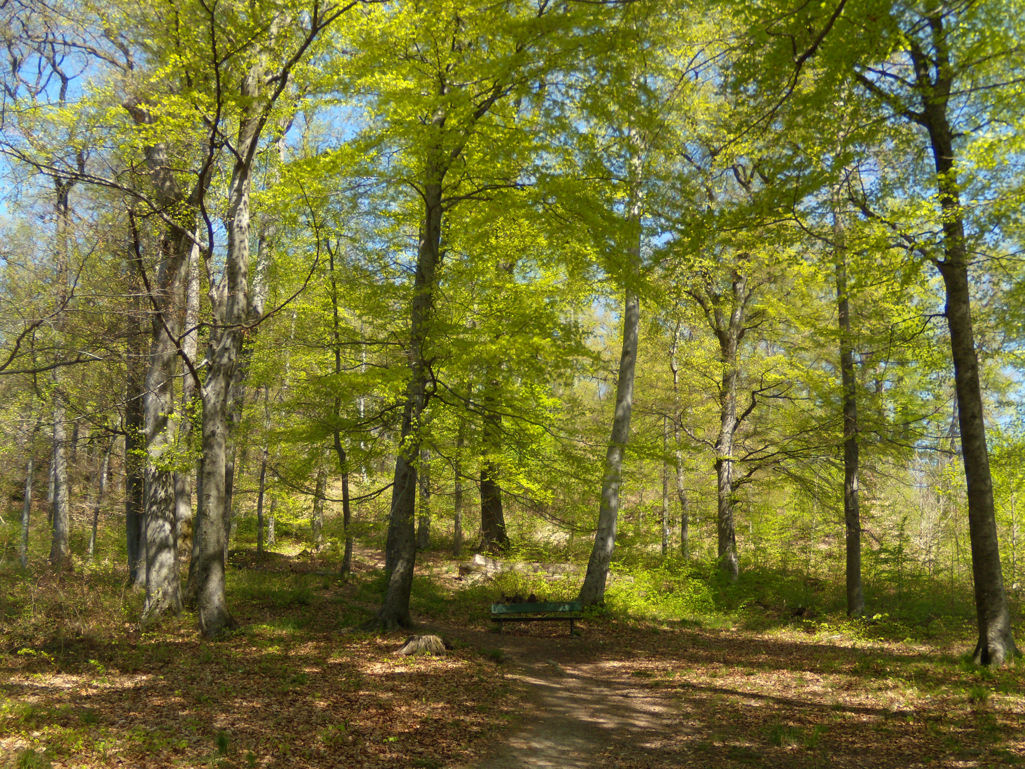 Bois De Sauvabelin