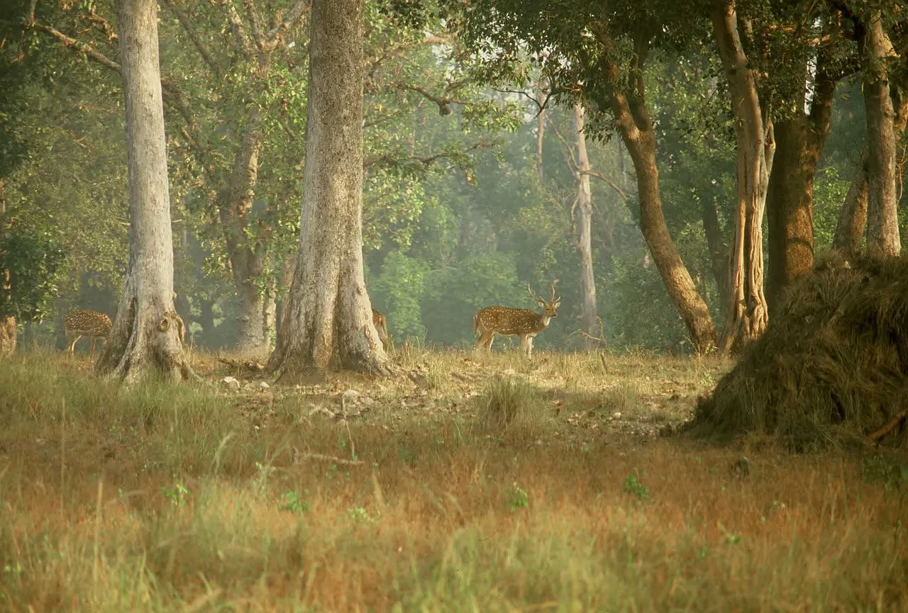 Parque Nacional De Kanha