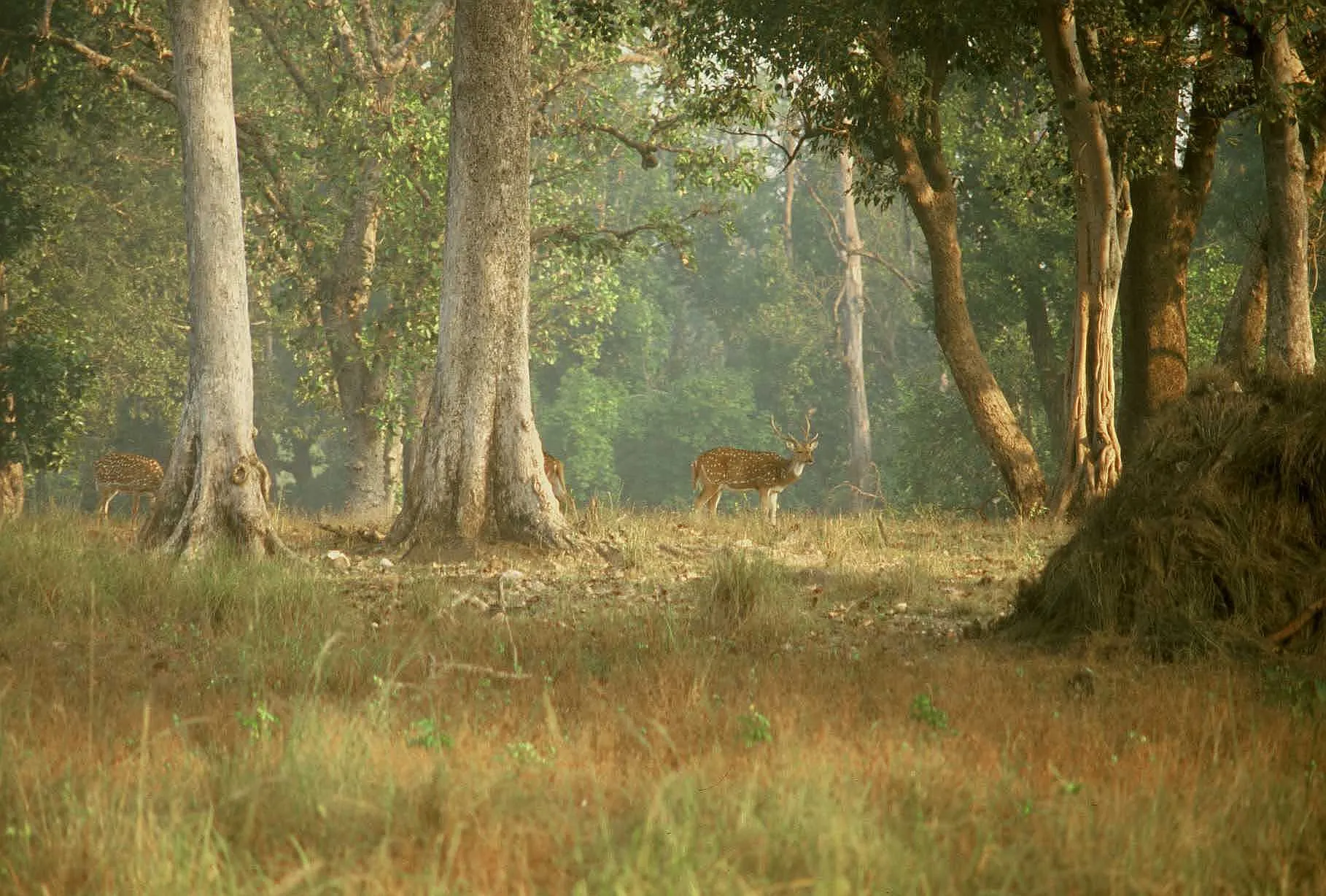 Kanha-Nationalpark