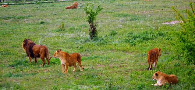 Taigan Safari Park